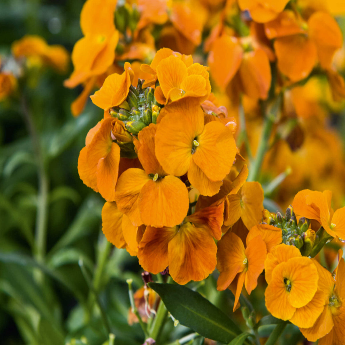 Hayloft Erysimum Collection - Plug Plants