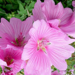 Lavatera Rosea Pink Flowering Shrub Large Plant In A 3 Litre Pot