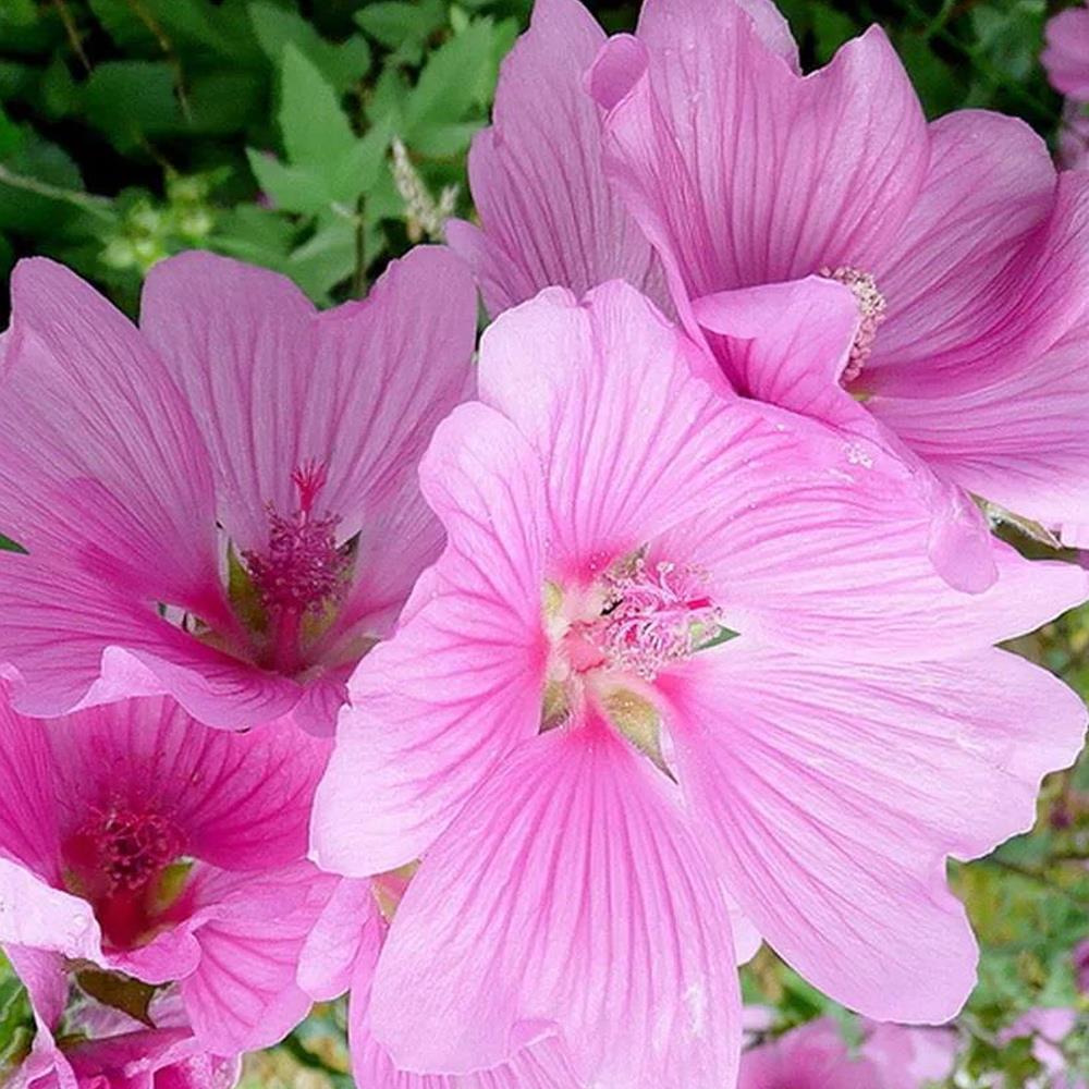 Lavatera Rosea Pink Flowering Shrub Large Plant In A 3 Litre Pot
