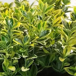 Euonymus Marieke Gold Evergreen Garden Shrub Plant