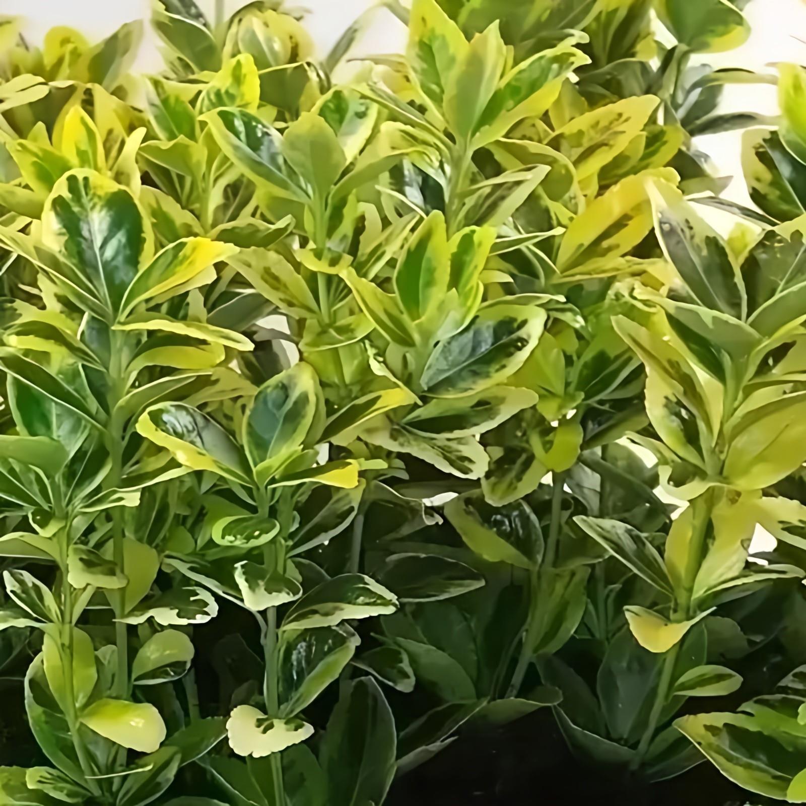 Euonymus Marieke Gold Evergreen Garden Shrub Plant