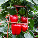 Sweet Pepper 'big Ben' Plant | 3 x 9cm | Red