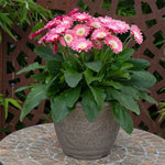 Gerbera 'sweet Memories' - Candy Pink Perennial | 3 x Jumbo Plug Plants | Pink