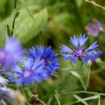 Cornflower Wildflower - Blue, Pollinator-friendly Seeds | 100 Seeds