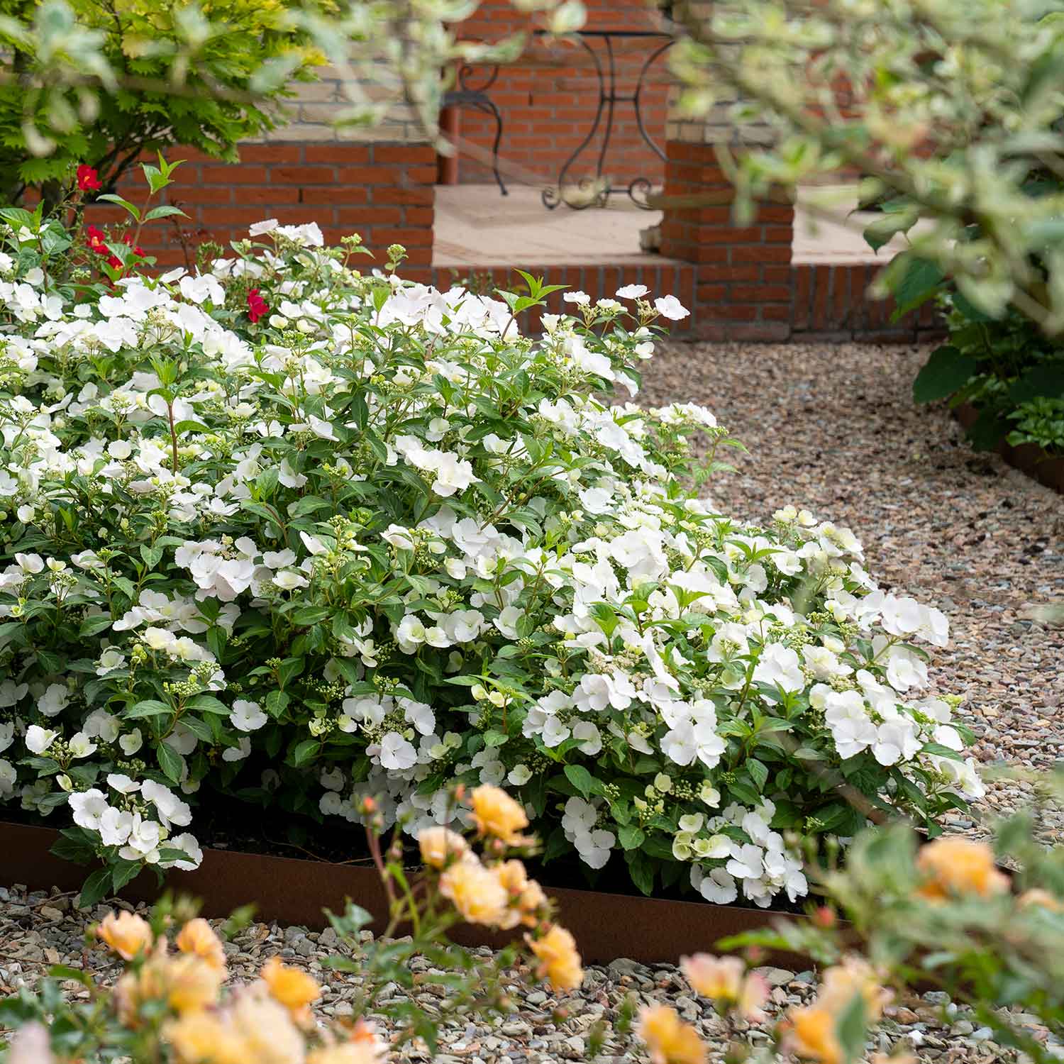 Hydrangea 'runaway Bride' Shrub | 1 x 7.5L