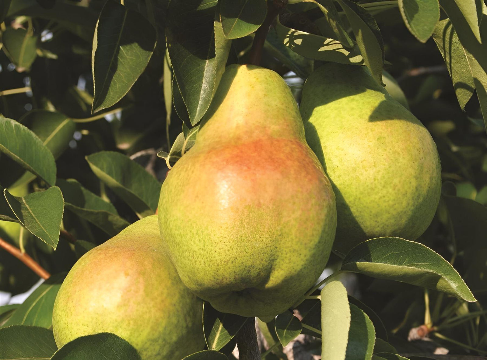 Pear Williams Bon Chretien Fruit Tree 6ft Tall Supplied In A 12 Litre Pot
