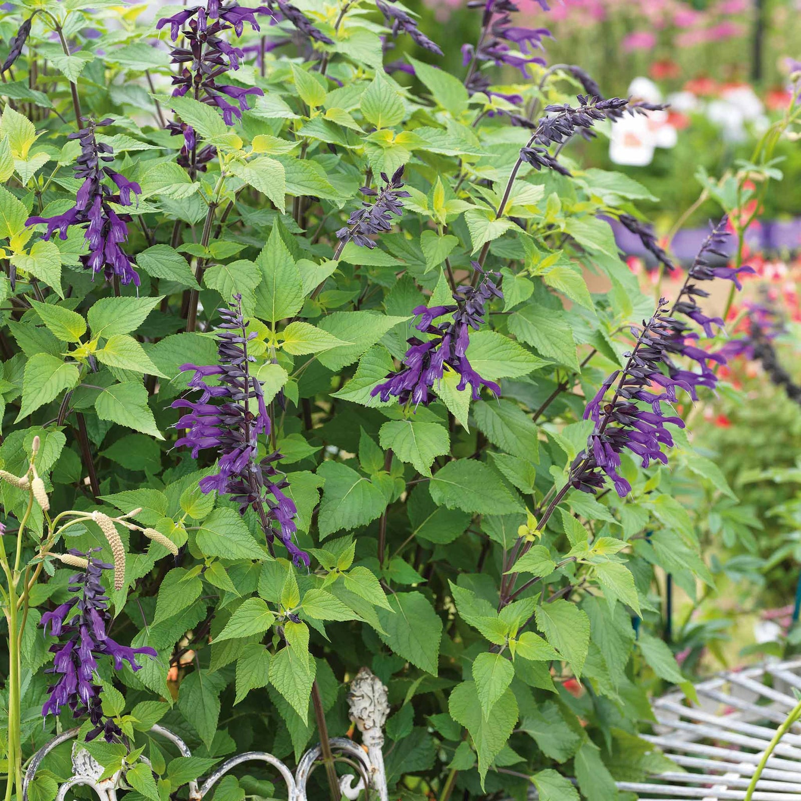Salvia 'amistad' Deep Purple Hardy Perennial 120cm | 6 x Jumbo Plugs | Deep Purple