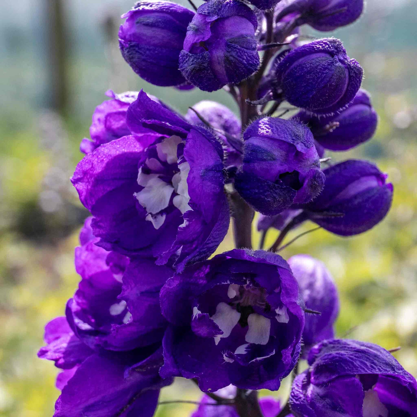Delphinium 'magic Fountains Dark Blue White Bee' Perennial | 1 x 9cm