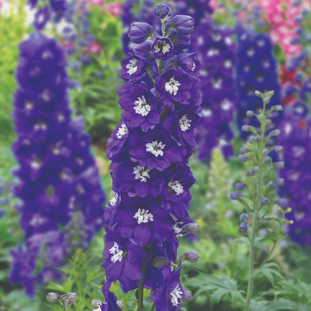 Delphinium Fountain Blue White Bee Garden Ready Plants | 12 x Garden Ready Plants