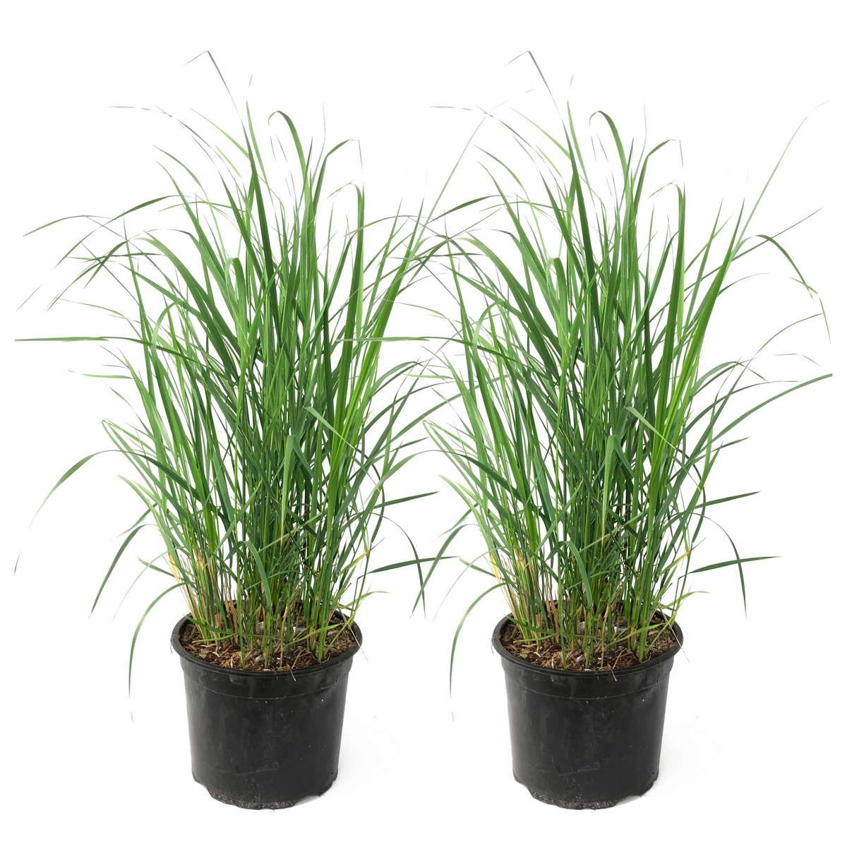 Feather Reed Grass - 2 Pcs. - Calamagrostis 'karl Foerster' - H40-60cm - ⌀23cm | Set of 2 | Green