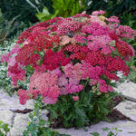 Achillea Millefolium 'summer Berries' - XL young plants | Set of 10 | Dusty Pink