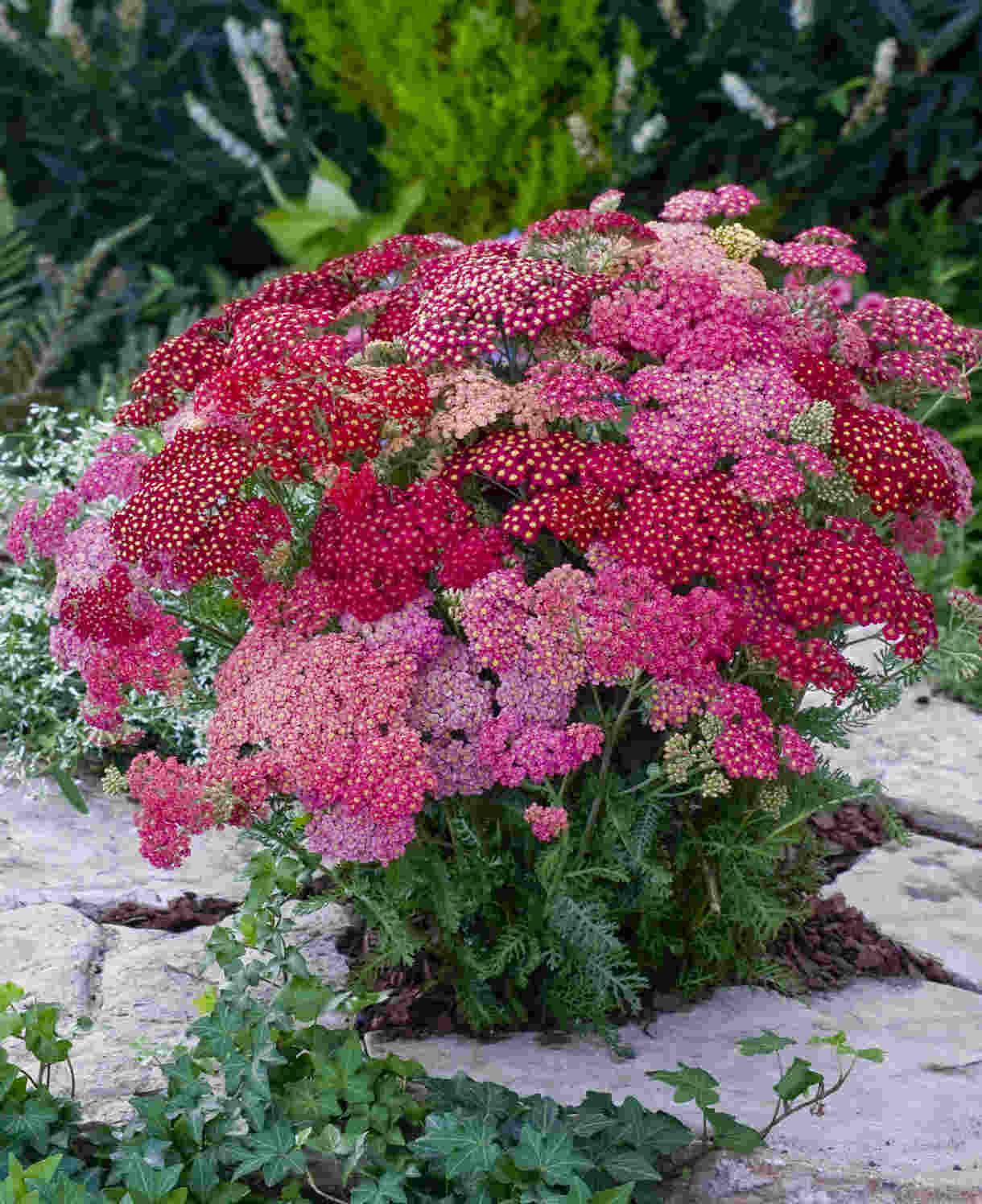 Achillea Millefolium 'summer Berries' - XL young plants | Set of 10 | Dusty Pink