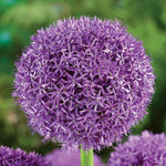 Allium 'globemaster' - Large Purple Globe Flowers | 3 x Bulbs | Purple