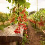 Currant Plant - 2 Pcs. - Ribes Rubrum 'jonkheer Van Tets' - H50-60cm - ⌀15cm | Set of 2 | Red