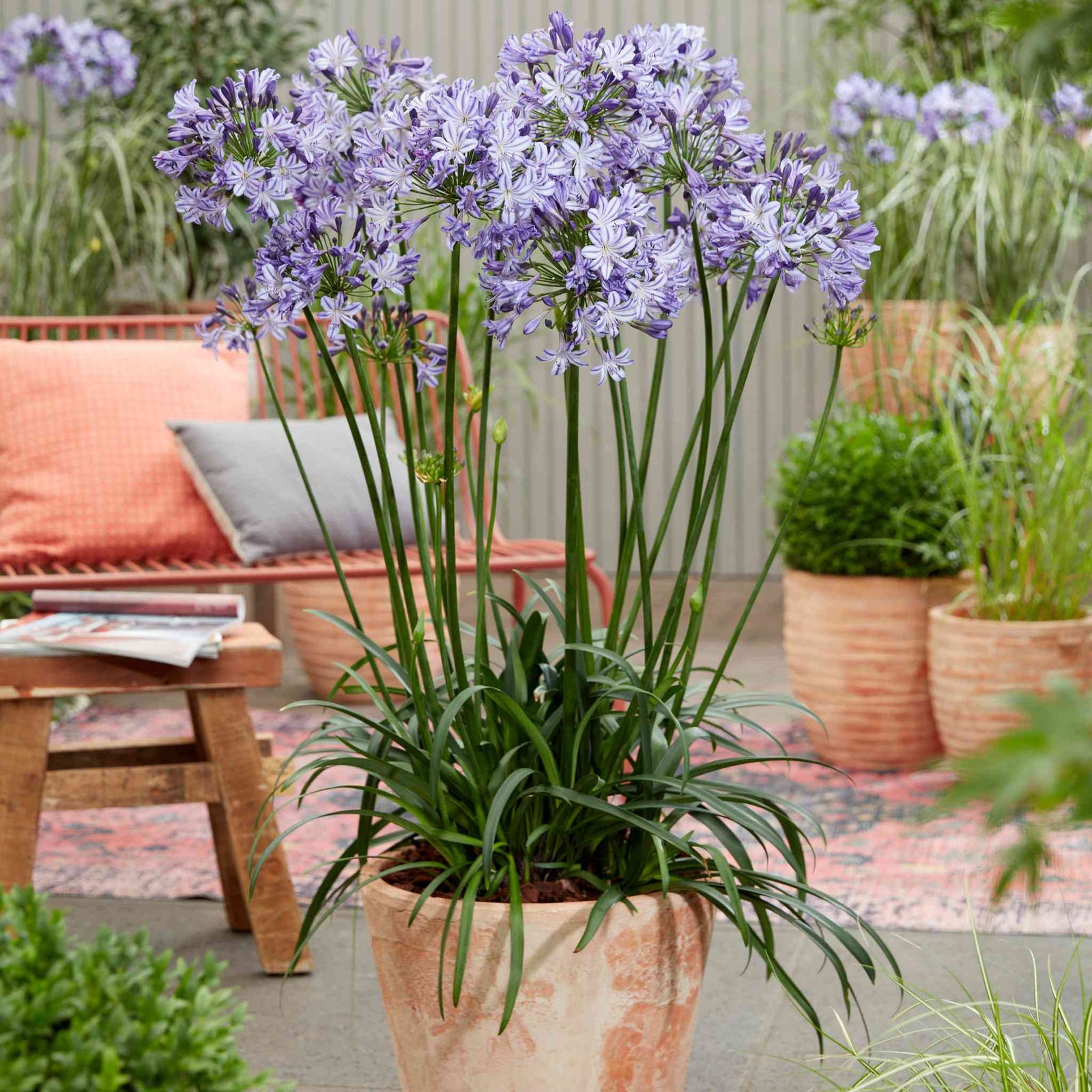 Agapanthus 'poppin Star' Purple Perennial 50cm | 1 x 9cm | Purple