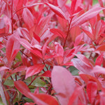 Photinia Standard Red Robin 3 Litre pots | Set of 1 | Red