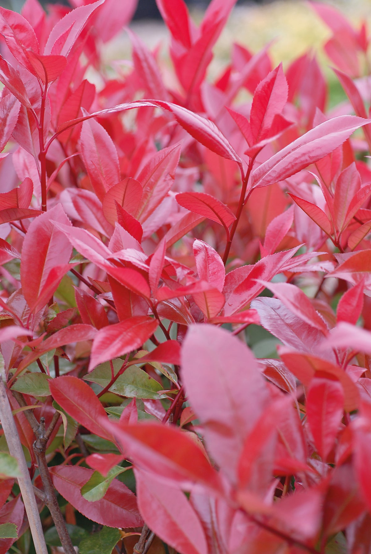 Photinia Standard Red Robin 3 Litre pots | Set of 1 | Red
