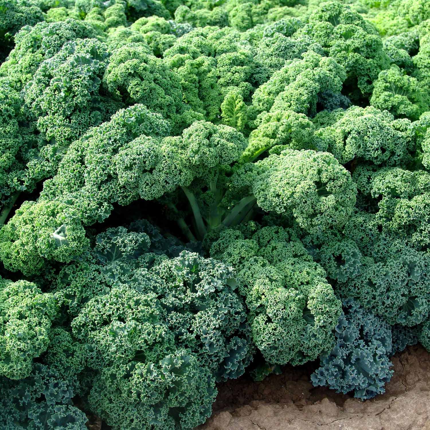 Kale 'curled Afro', Dwarf Hardy Variety For Containers And Beds | 16 x Pro Grower Plugs | Green