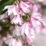 Hayloft Pretty Pink Shrub Collection - 9cm Pots