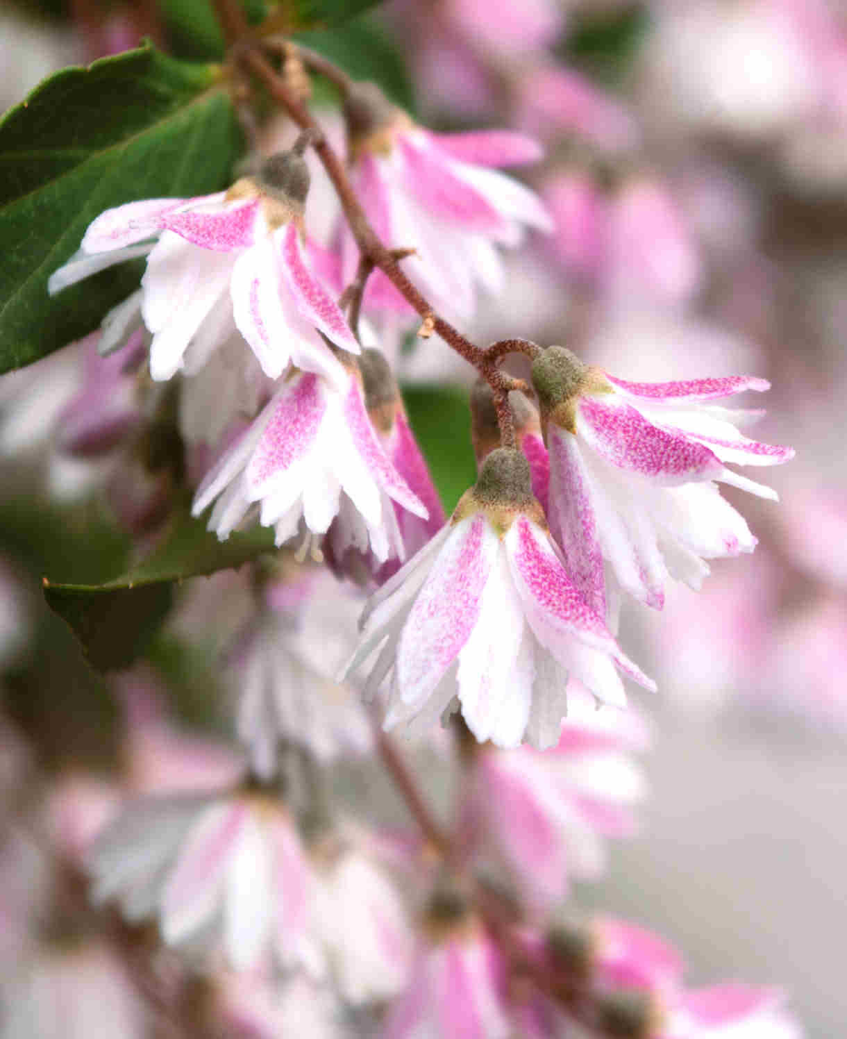 Hayloft Pretty Pink Shrub Collection - 9cm Pots