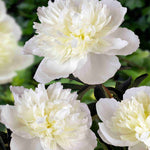 Fragrant Doubles Paeonia Collection  - Bare Root Plants | 3 x Bare Root | Multi