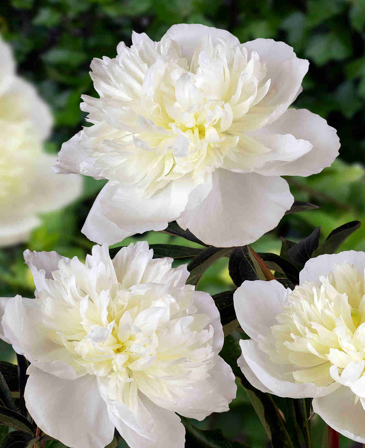 Fragrant Doubles Paeonia Collection  - Bare Root Plants | 3 x Bare Root | Multi