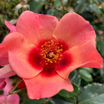 Rose 'for Your Eyes Only' Floribunda Roty 2015 | 1 x Bare Root | Pink