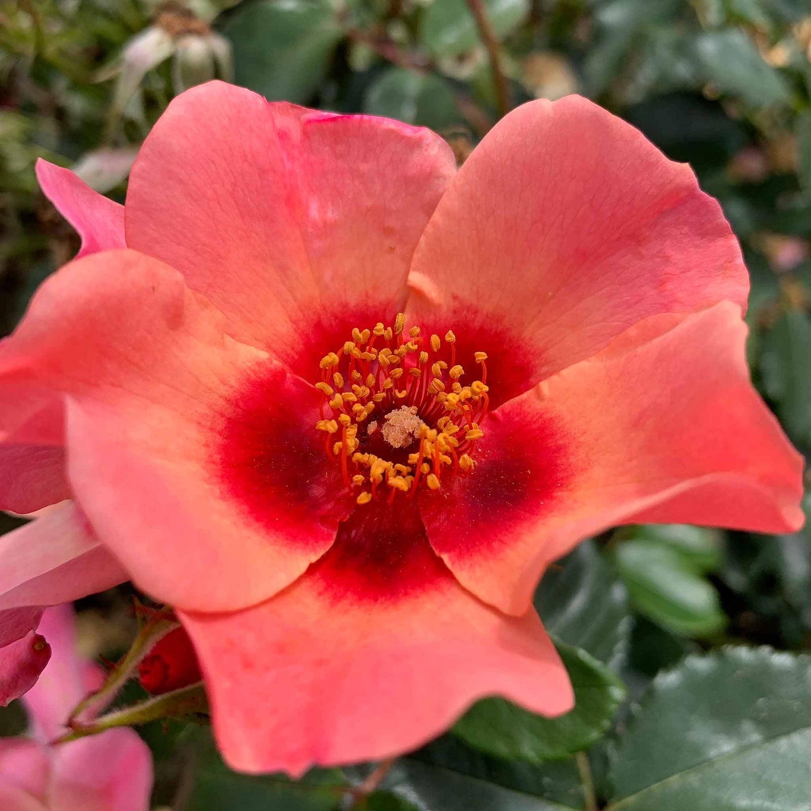 Rose 'for Your Eyes Only' Floribunda Roty 2015 | 1 x Bare Root | Pink