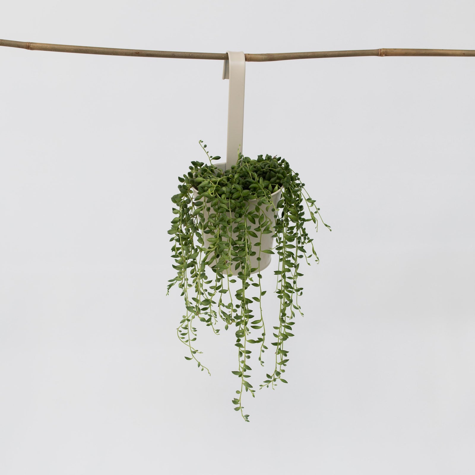 String Of Pearls - Senecio Rowleyanus - Height 10-20cm - ⌀12cm | Set of 1 | Green