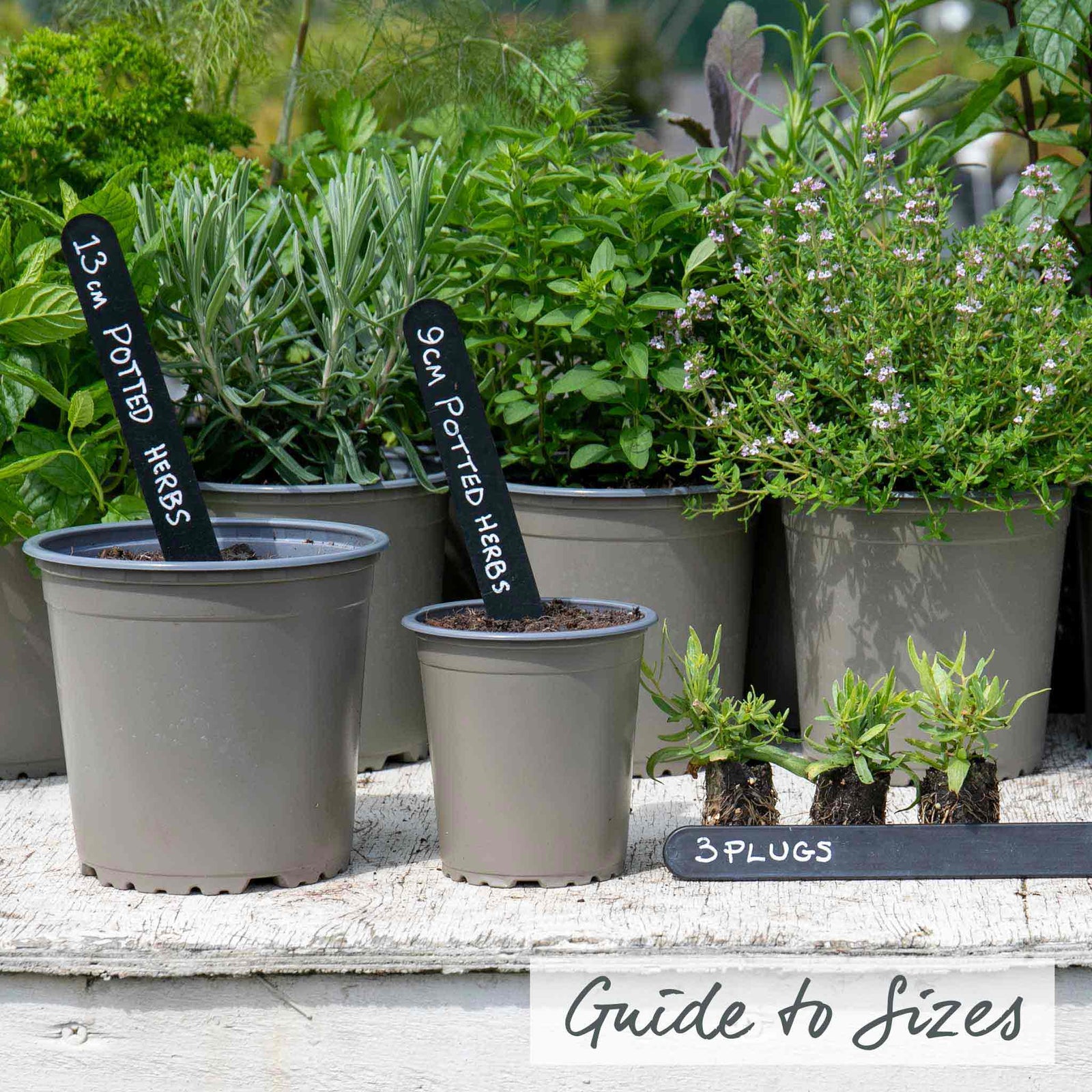 Lavender 'hidcote' Pug Plants | 9 x 9cm