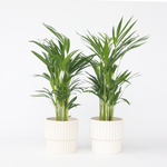 Areca Palm 'golden Cane' - 2 Pcs. - Dypsis Lutescens - Height 60-70cm - ⌀17cm | Set of 2 | Green