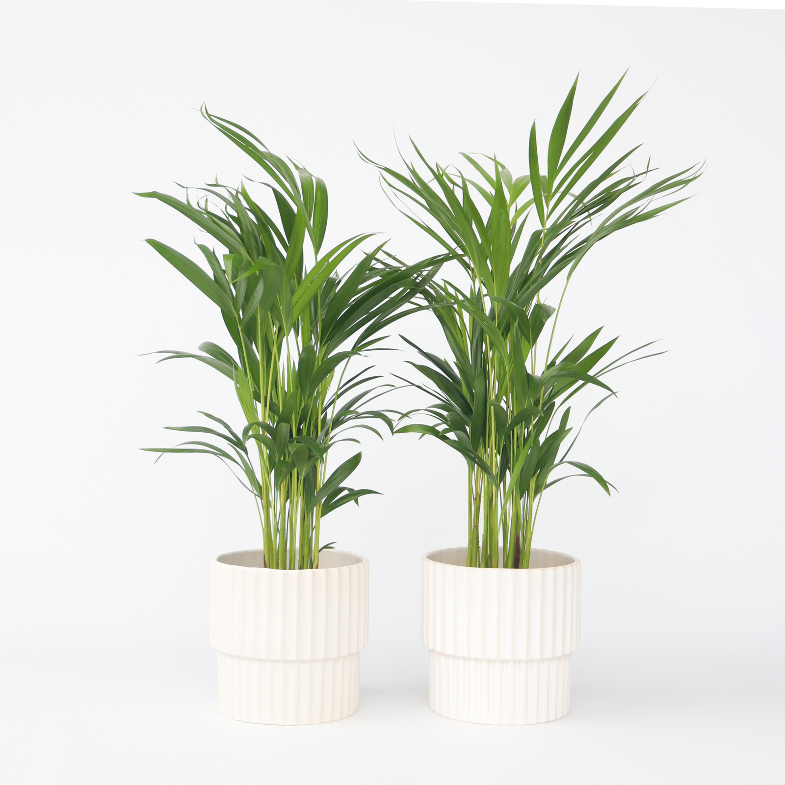 Areca Palm 'golden Cane' - 2 Pcs. - Dypsis Lutescens - Height 60-70cm - ⌀17cm | Set of 2 | Green