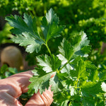 All-year Herb Collection | Set of 10