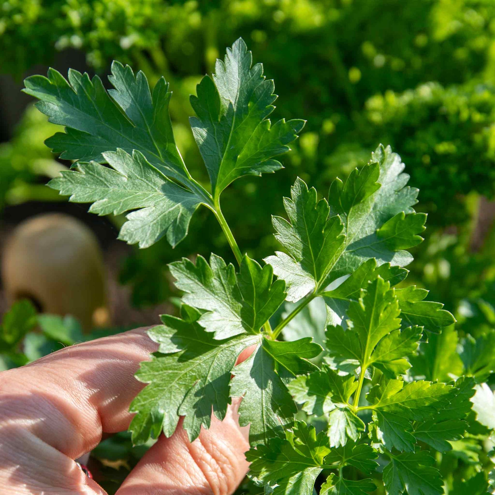 Italian Flat-leaf Parsley | 1L | Green