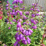 Hayloft Penstemon Purples Collection - 6 Plants In 9cm Pots