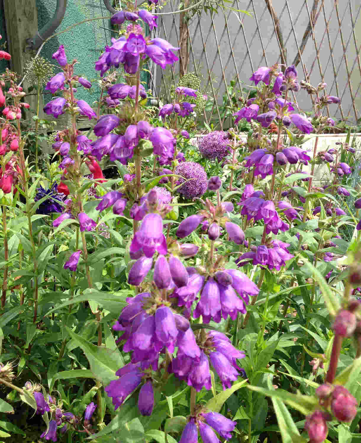 Hayloft Penstemon Purples Collection - 6 Plants In 9cm Pots