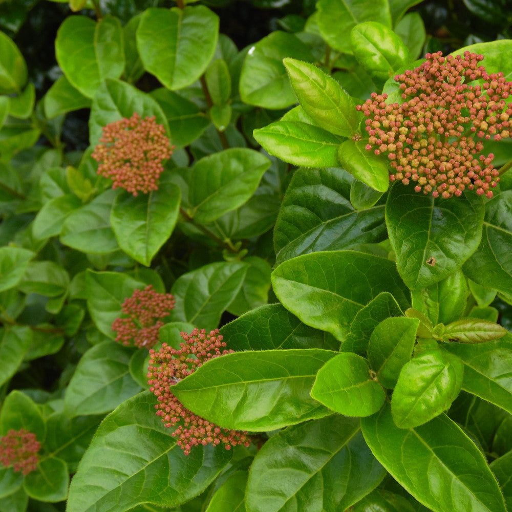 Viburnum Tinus Rock 'n' Rolla - A Year Round Performer - 9cm pot | Set-of-1 | Pink