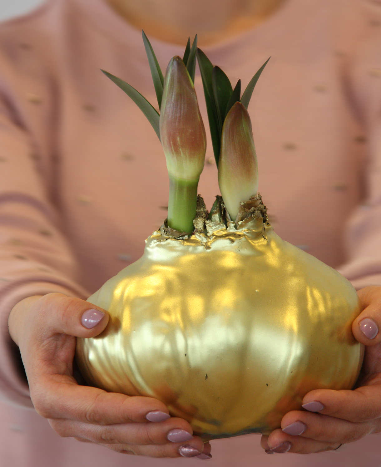 Monumental Amaryllis - Giant Double-flowered Christmas Amaryllis | Set-of-2