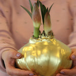 Monumental Amaryllis - Giant Double-flowered Christmas Amaryllis | Set of 1
