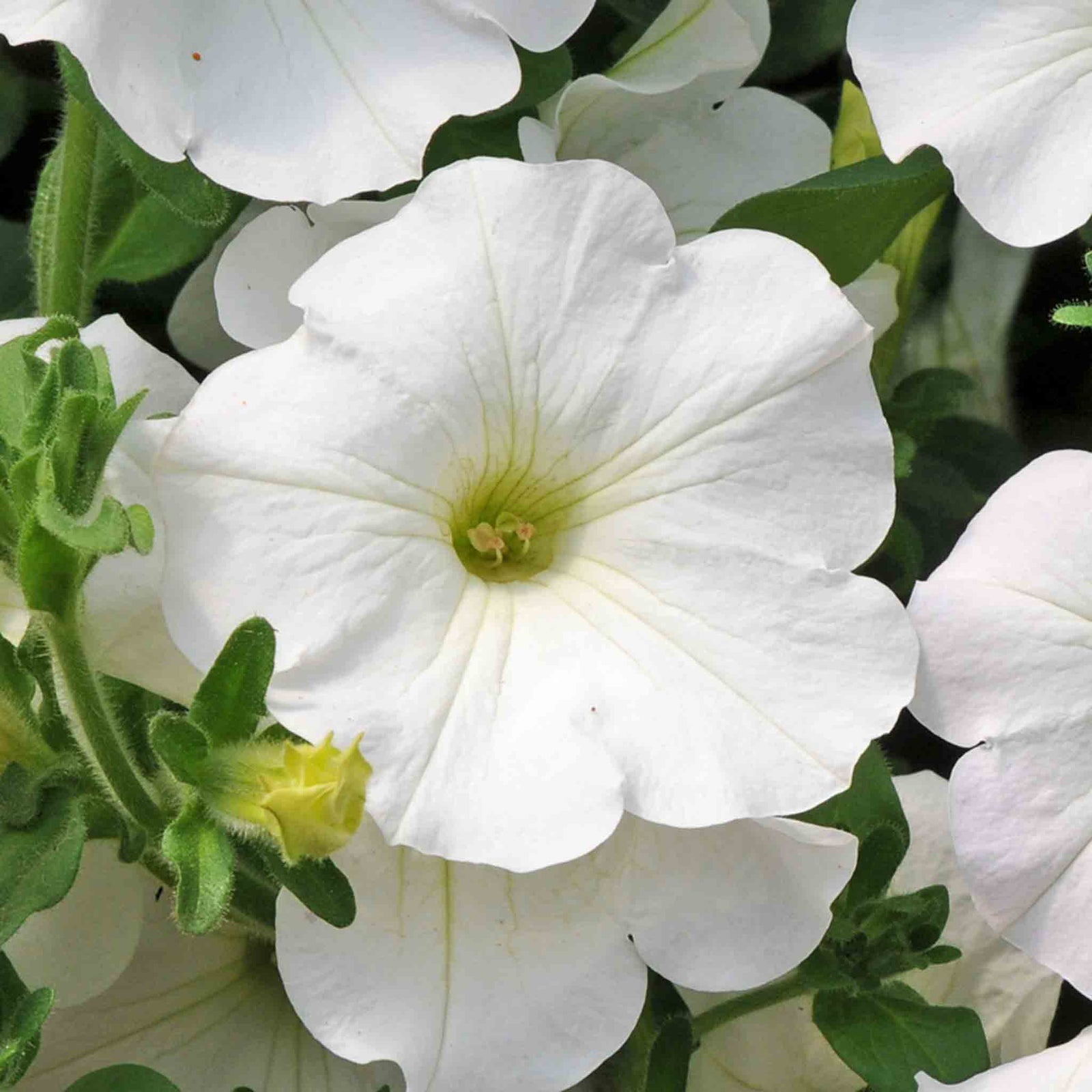 Petunia Surfinia 'snow', Trailing White Hanging Basket | 12 x Plug Plants | White