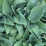 Hosta Slug Resistant Collection, 3 Bare Roots | 3 x Bare Root | Chartreuse