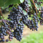 Common Grape Vine - 3 Pcs. - Height 25-40cm - ⌀9cm | Set of 3 | Blue
