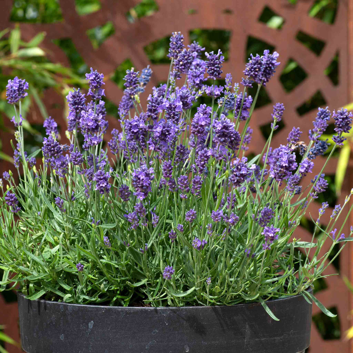 Lavender 'munstead Strain' Compact Fragrant Hardy | 3 x Jumbo Plugs | Multi