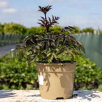 Dahlia 'bishop Of Llandaff' Red | 1 x Bulb | Red