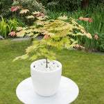Japanese Maple - Acer Palmatum 'Moonrise' - Height 40-50cm - ⌀19cm | Set of 1 | Green