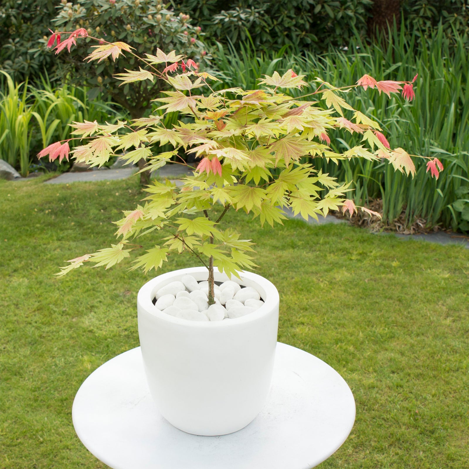 Japanese Maple - Acer Palmatum 'Moonrise' - Height 40-50cm - ⌀19cm | Set of 1 | Green