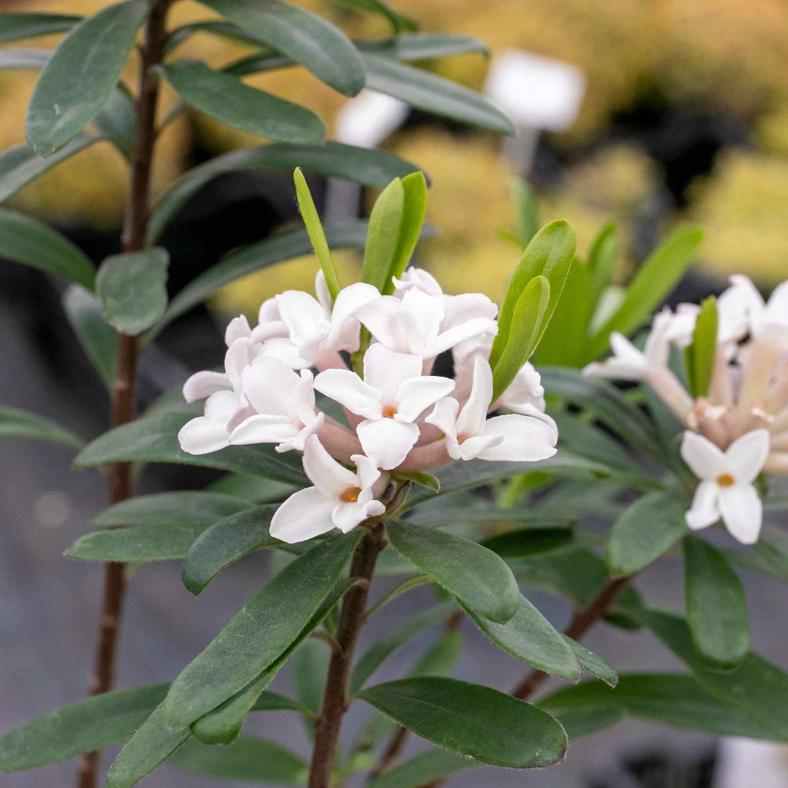 Daphne 'eternal Fragrance' (daphne X Transatlantica) - Long-flowering Fragrant Evergreen | 1 x 1.5L | Green & Pink