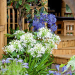Agapanthus 'white' | Set of 2 | White