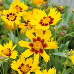 Coreopsis ‘sunkiss’ Compact Perennial With Golden-yellow Flowers | 6 x Plug Plants | Multi
