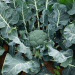 Broccoli 'marathon' Plant | 9 x 9cm | Green